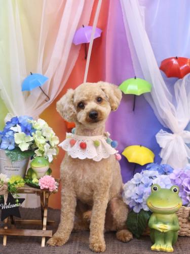 20230628マロンくん